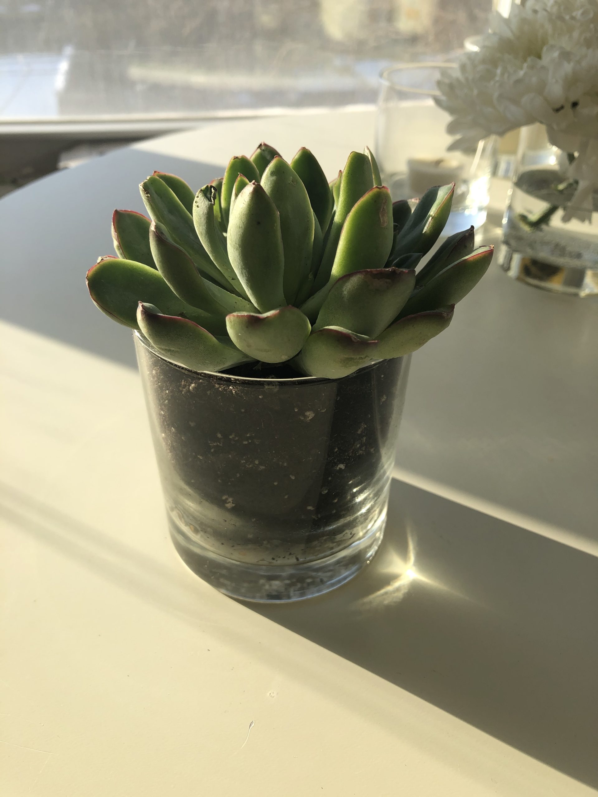 Clear glass with soil and succulent sitting atop a white table